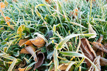 frost grass