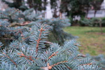 Beautiful young colorado blue spruce growing on plantation, natural christmas tree for christmas holidays 