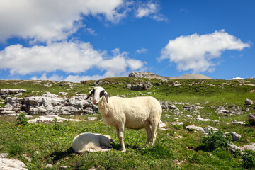 Beautiful young lamb with her newborn cub in a high pasture in the Italian Alps