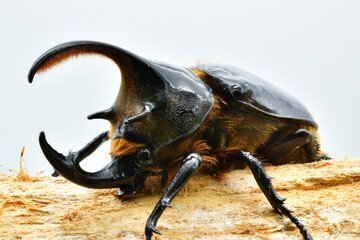 ネプチューンオオカブト
