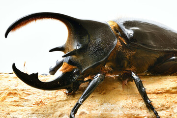 ネプチューンオオカブト
