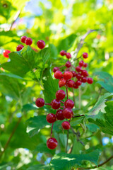 red berries