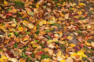 autumn leaves background
