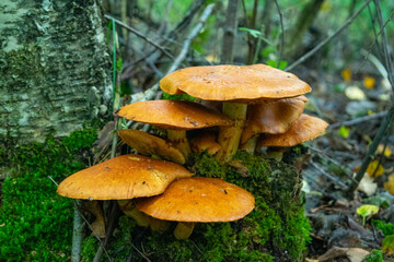 mushroom in the forest
