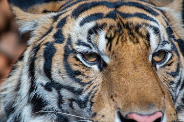 Portrait tiger, close-up. Tiger face background