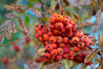 red rowan berries