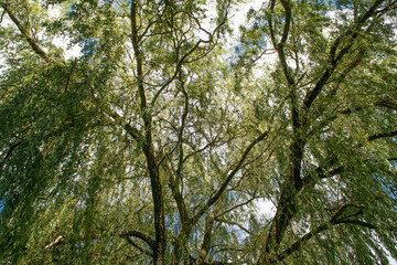 Fototapeta premium trees and sky