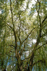trees in the forest