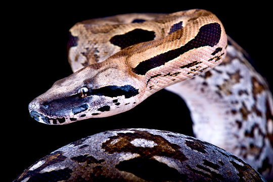 The Madagascar ground boa (Acrantophis madagascariensis) is the biggest snake species of Madagascar.