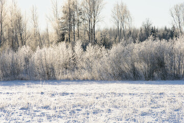 a beautiful frosty field on a sunny summer day
