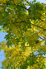 yellow leaves on a tree