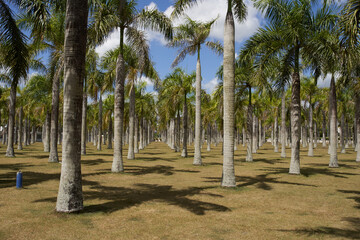 island palm trees Exotic landscape tropics summer
