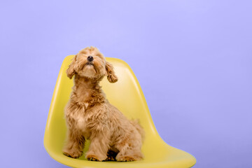 Maltipoo dog. Adorable Maltese and Poodle mix Puppy. Veterinary banner. 