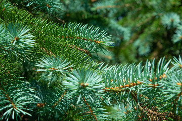 pine tree branches