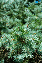 close up of pine needles