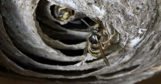 Macro shot of wasps buzzing around their nest