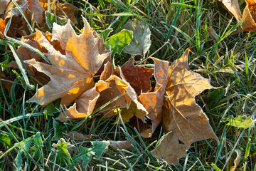 autumn leaves on the grass