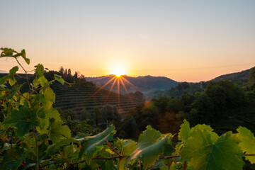 dawn among the prosecco vineyard
