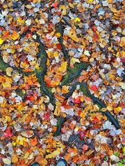 autumn leaves background