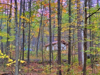 autumn forest in the morning