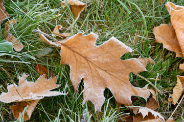 autumn leaves on grass