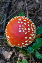fly agaric mushroom