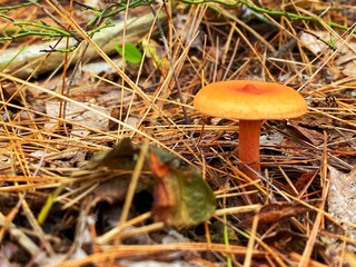 mushroom in the forest