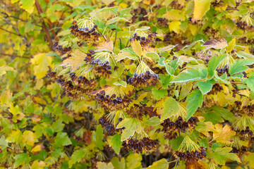 autumn leaves background