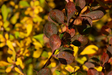 autumn leaves background