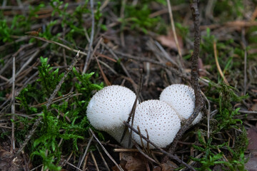 white mushroom on grass