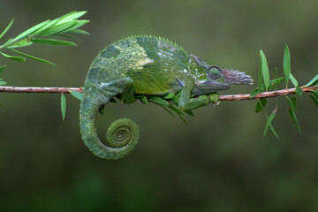 Fischer chameleon hanging on a tree - obrazy, fototapety, plakaty