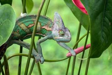 Green chameleon inside a plant, Veiled chameleon close up
