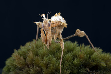 The devil mantis stood on a rock covered with moss