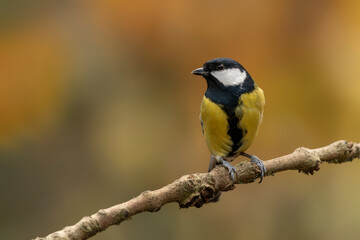 Obraz na płótnie Canvas Great Tit (Parus major) on a branch in a forest of Noord Brabant in the Netherlands. Background with autumn colors. 