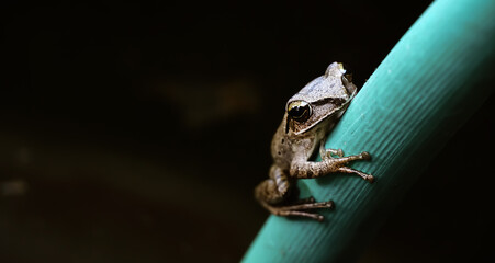 Polypedates leucomystax looking at the camera.	
