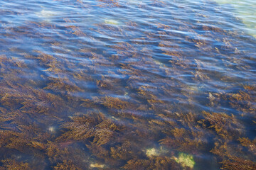 Sea water. Rocky seabed. Seaweed.