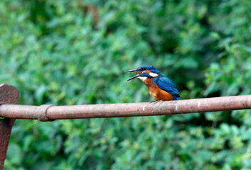 Juvenile kingfisher fishing around the lake