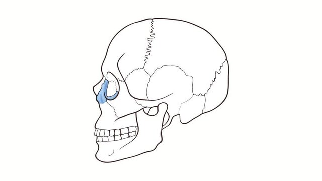 Alpha channel Human Skull side view Maxilla animation