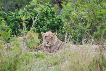 African Lion