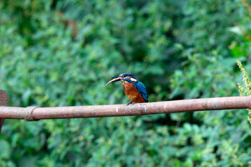 Juvenile kingfisher fishing around the lake