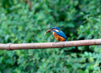 Juvenile kingfisher fishing around the lake