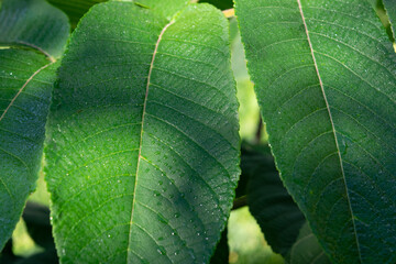 leaf texture