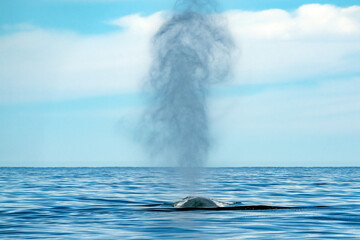 Blue Whale the biggest animal in the world while blowing