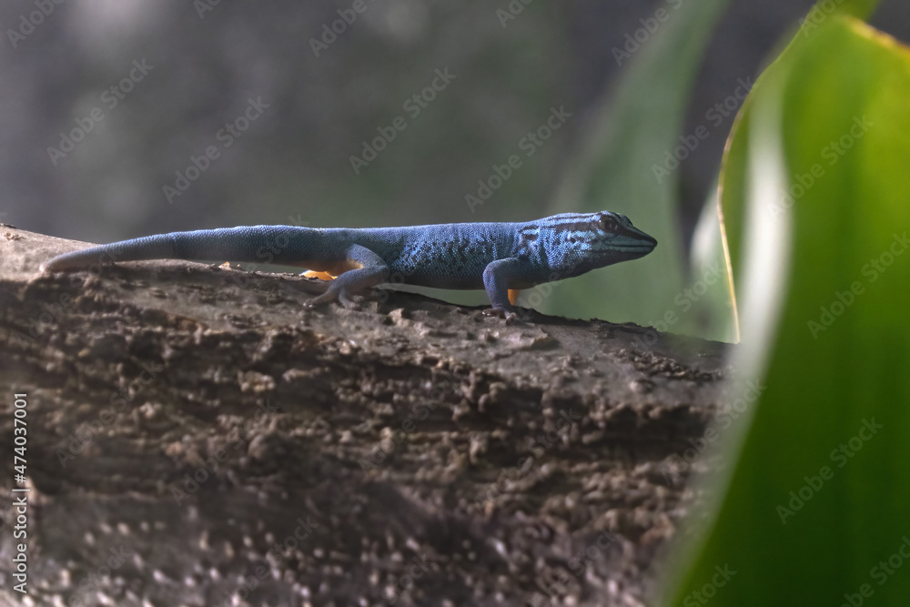 Wall mural nain de william blue gecko close up