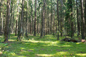 Obraz premium forest