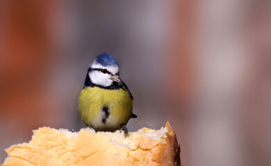 Small blue tit - big glutton, stuffed a full beak of bread. but continues to sit on the edge and...