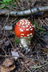 fly agaric mushroom