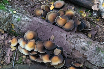 mushrooms in the forest
