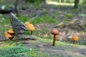 mushroom in the forest