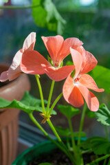 Fototapeta premium pink flower